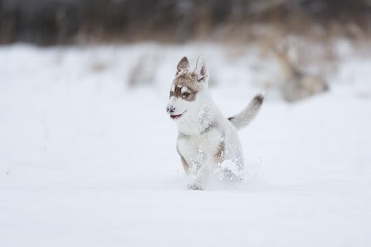 Photo of a Siberian Husky puppy running through the snow. Looking at life through a dog's eyes can help us begin seeing the world differently.