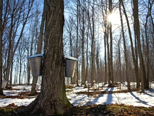Jane Southren maple photo