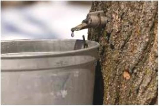sap dripping