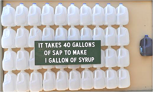 40 gallons of sap