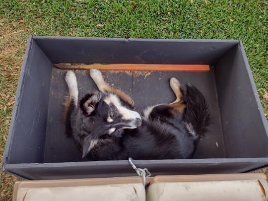 black dog in back of black golf cart looking up