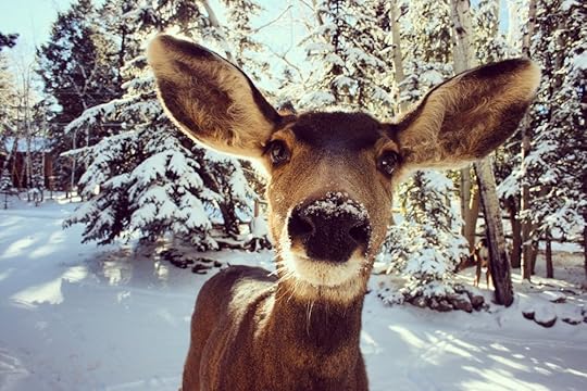 Deer