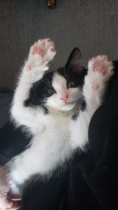 Gizmo