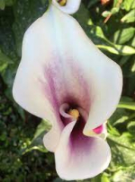 Lilly by Karen Riley