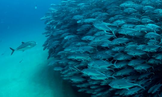 You're going the wrong way! Moment confused fish tried to swim in opposite direction to hundreds of companions in enormous shoal | Daily Mail Online