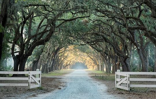 Old oak trees line a gravel road in Savannah, Georgia