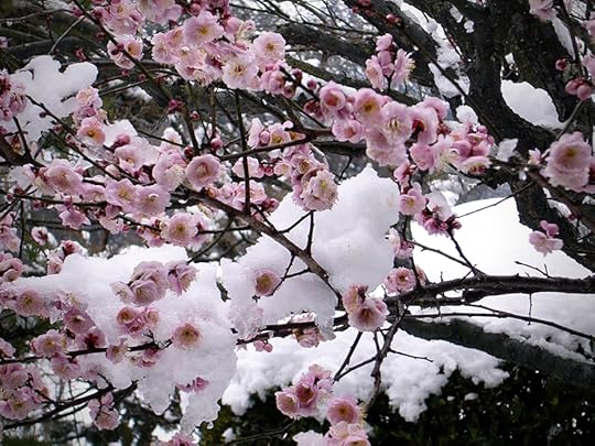 Plum blossoms in the snow at Kairakuen