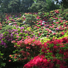 Azaleas blooming at Shiofune Kannon temple