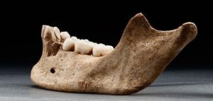 To show marks on bones that have been cannibalized