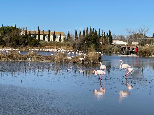 Flamingo bird park in camargue