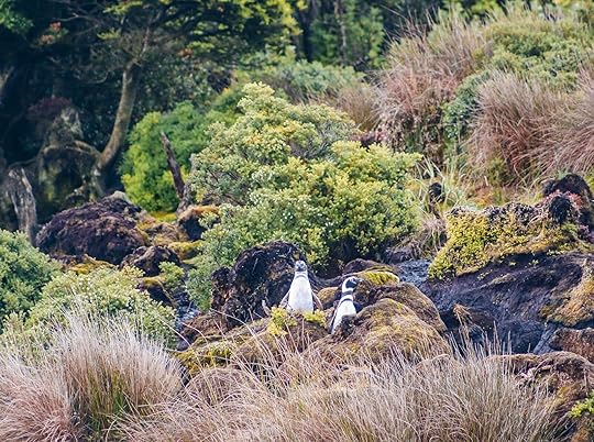 Penguins seen from the WhaleSound wildlife tourism boat 