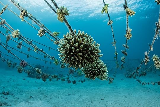 Wildlife tourism - underwater view of a coral nursery