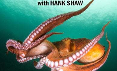 Podcast art for fish intelligence episode.