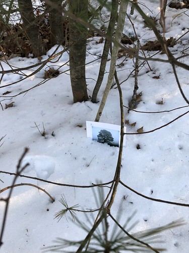 postcard for a pine tree