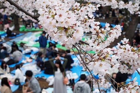 Bunga sakura musim semi di Taman Ueno