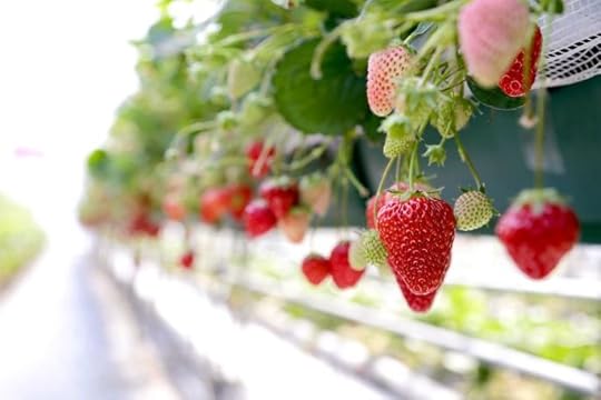 Fruit at Nikkō Strawberry Park. (Photo by Nagasaka Yoshiki)