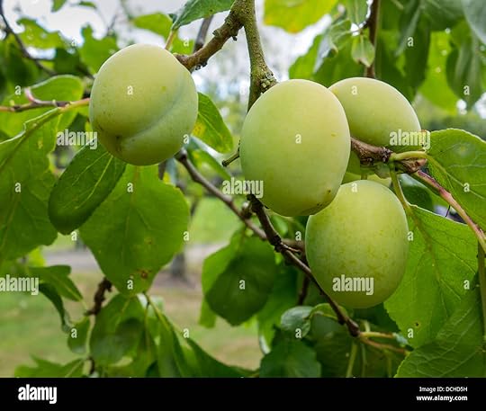 greengages