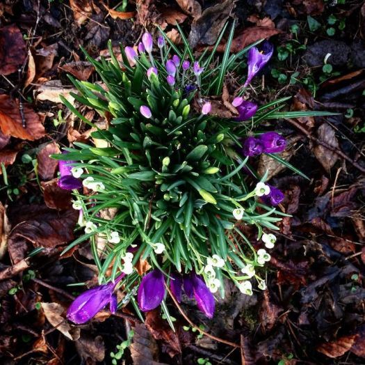 Apology for Scotland's Witchcraft Trials - flowers