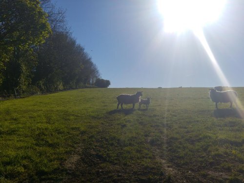 photo of ewe and lamb in field