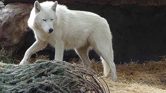 White Wolf 2 by xThe-Twilight-Wolfx on DeviantArt