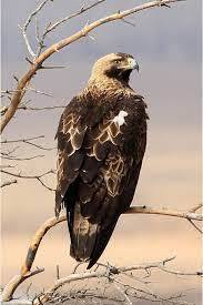 Researching the Eastern Imperial Eagle - NABU beyond borders