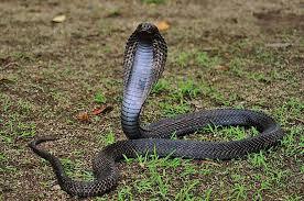 How Many Types Of Cobras Are There? Which Species Are Most Venomous? - WorldAtlas