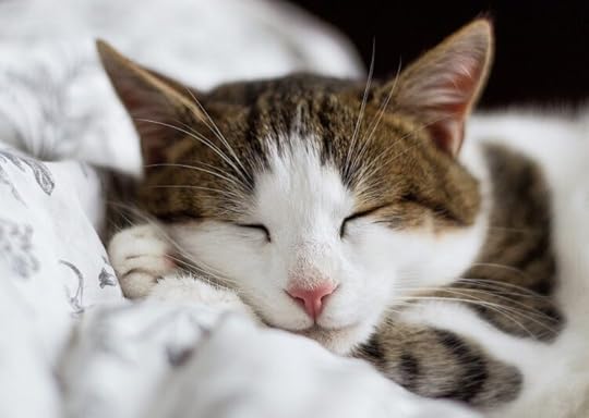 sleeping-cat
