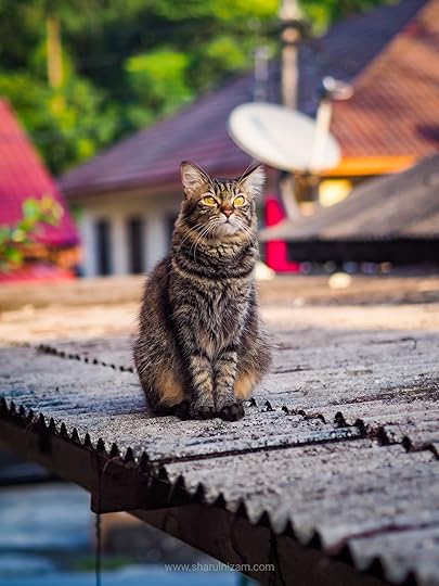 Wajah Si Tambi Di Bulan Januari Dan Februari