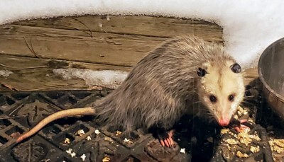Possum on the porch