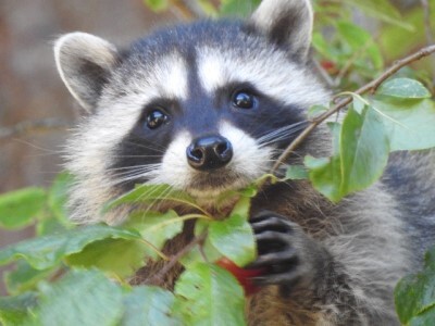 raccoon in a plum tree