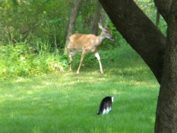 Cat stalking deer
