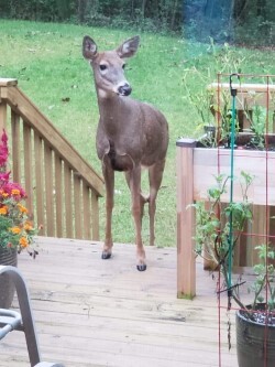 Deer on Deck