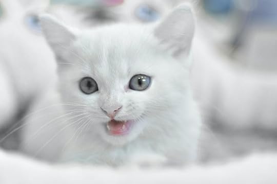 white kitten on bed photo – Free Image on Unsplash