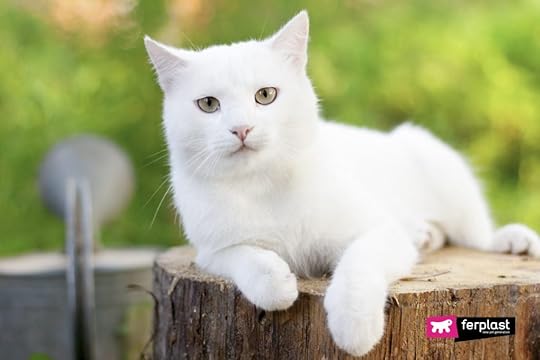 White Cats And The Sun… What Precautions To Take