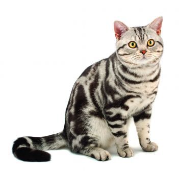 American Shorthair Cat Breed Profile | Petfinder