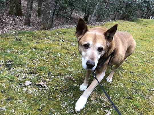 dog on grass