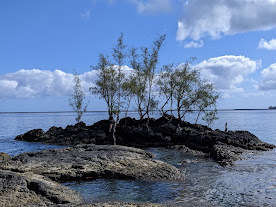 Edge of Coconut Island