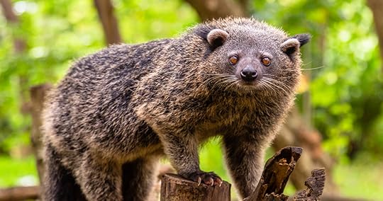 Bearcats Smell Like Popcorn