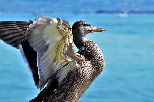 Proud duck - If I “do” or “don’t” say so myself