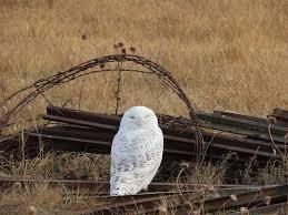 A rare sight: Snowy owls spotted in Kansas - KAKE