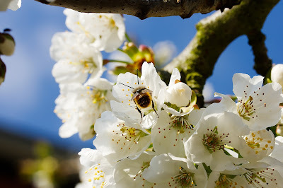 Happy First Day of Spring: From Panzer, Mom and What's His Name