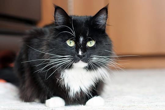 9 Black-and-White Cat Breeds Eager To Be Your Tuxedoed Pal | Daily Paws