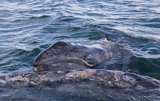 Baby whale and mom whale on a whale watching baja california trip