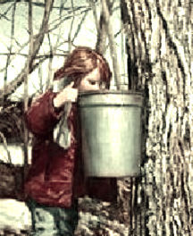 maple girl