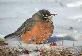 robin in snow
