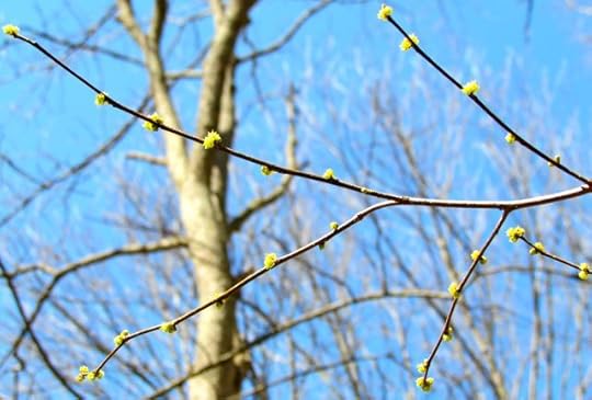 spring buds