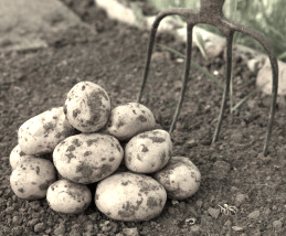 irish potato blight