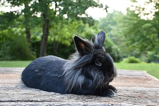 black lionhead rabbit