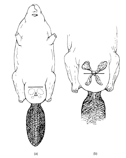(a) Carcass of a beaver, showing the location of the cut to be made to remove castor sacs and anal glands. (b) Castor sacs and anal glands exposed, showing where the cut should be made to separate the sets of glands.