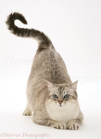 Pregnant cat photo WP28981